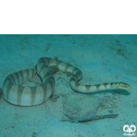 گونه مار دریایی خلیج فارس Persian Gulf Sea Snake 